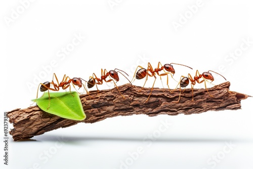 ants white background photo