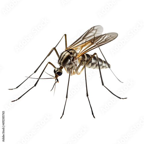 Aedes aegypti mosquito that transmits dengue fever on transparent background PNG