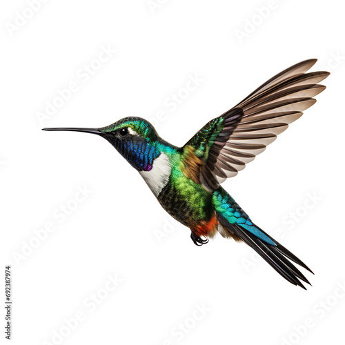 hummingbird in flight on PNG transparent background