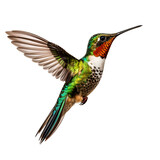 hummingbird in flight on PNG transparent background