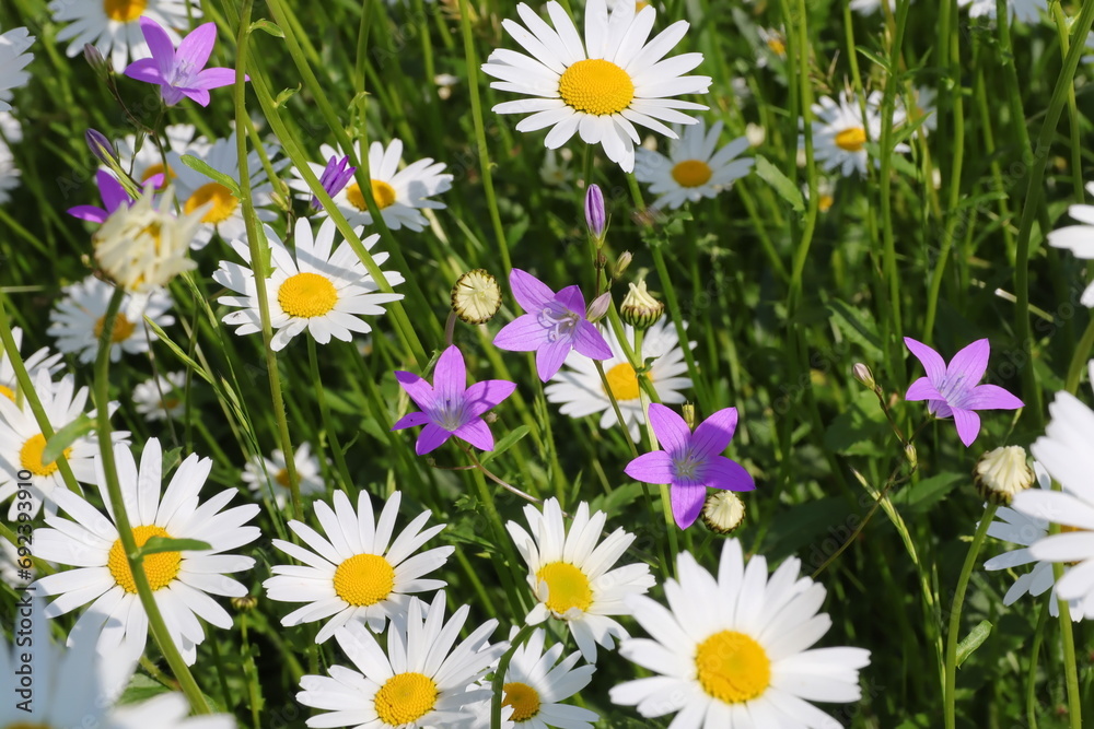 Obraz premium Blumenwiese mit Glockenblumem und Margeriten