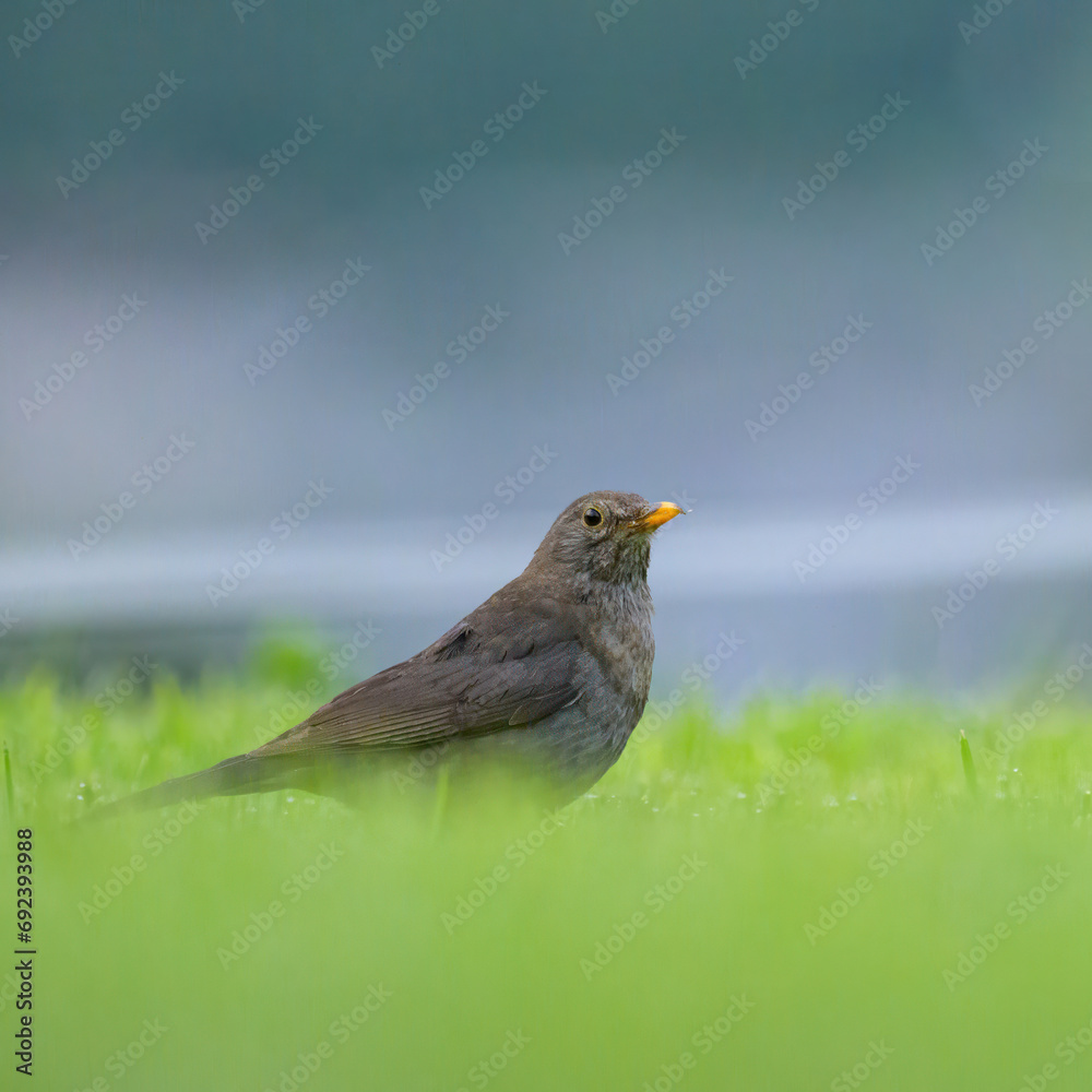 A blackbird looking for food on the ground