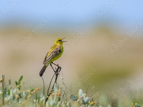 A Western Yellow wagtail sitting on a plant