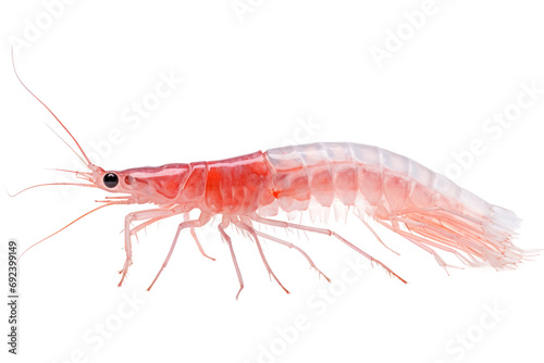 Essential Oceanic Cuisine: The Significance of Krill isolated on transparent background © Cool Free Games