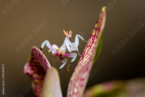 Orchid Mantis on a Pink Orchid photo