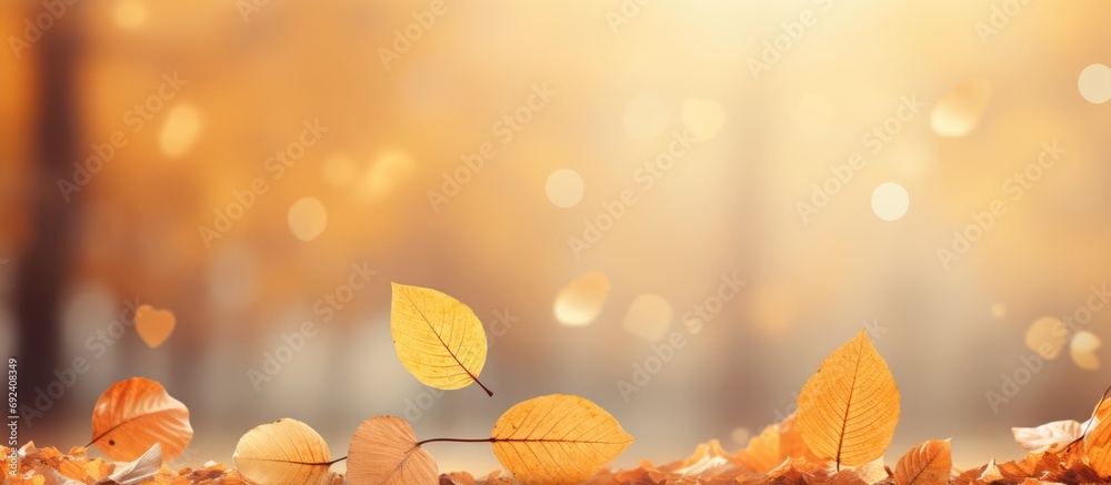 beautiful nature bokeh background Autumn beech leaves, wide panorama format - obrazy, fototapety, plakaty 