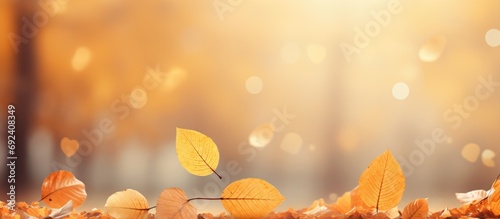 beautiful nature bokeh background Autumn beech leaves, wide panorama format photo