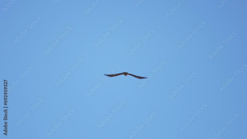 Looking Up At Bird Flying Away Against Clear Blue Skies In Cima Fontana, Italy. Tracking Shot Looking Up At Bird Flying Away Against Clear Blue Skies In Cima Fontana, Italy. Tracking Shot
