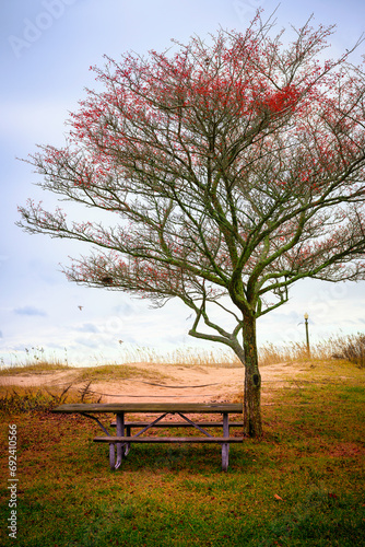 American Holly Winterberry, Red Sprite, or Ilex verticillata tree on the sand dune hill with a rustic empty bench on a winter morning at the beachfront Park of Morgan Point in New Haven CT photo