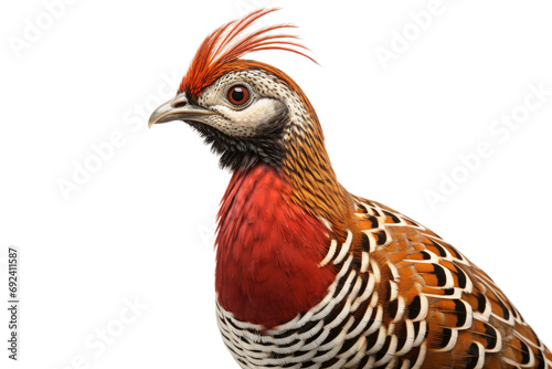 Regal Plumage: Exploring the Beauty of Edwards's Pheasant Lophura isolated on transparent background