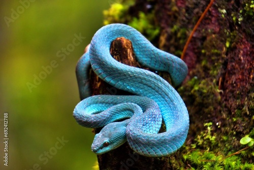 blue viper snake in the forest coiled around a tree trunk,