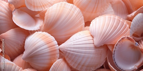 A close-up view of a dispersal of shells in a peach hue, banner, copy space