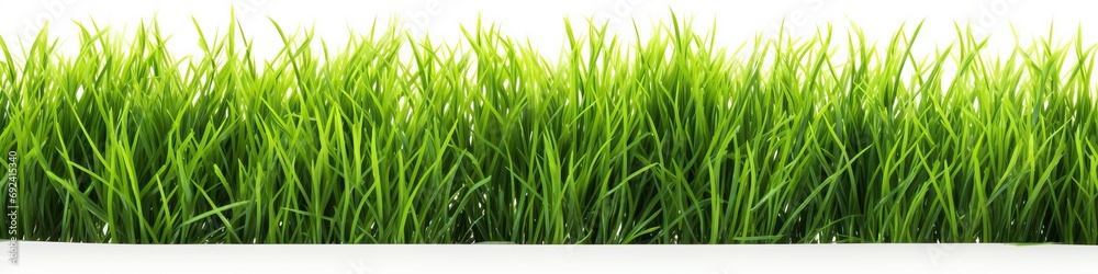Border of Green Grass on White Background. Spring or Summer Concept Border of Green Grass on White Background. Spring or Summer Concept