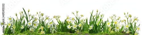 Border of Green Grass with White Daisies, Fun Summer Concept
