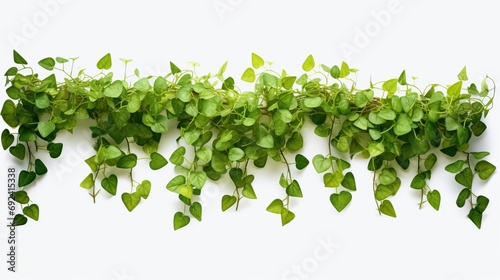 Border of Dichondra Plant Leaves on White Background photo