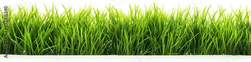 Border of Green Grass on White Background. Spring or Summer Concept