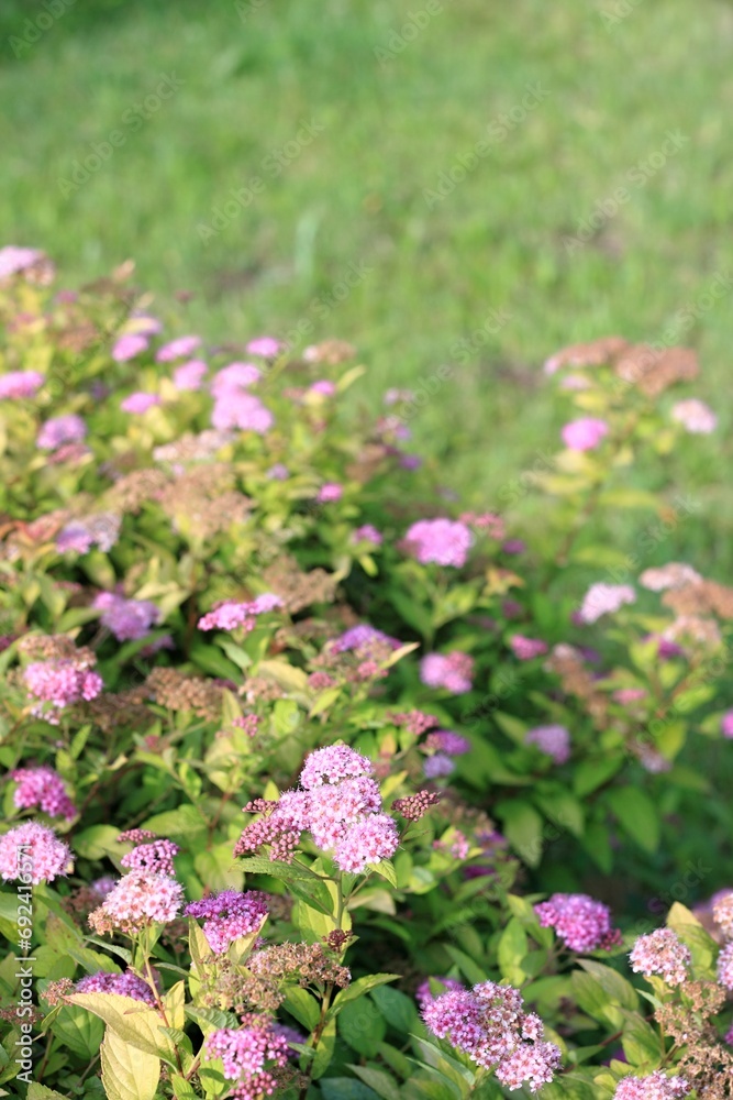 Blooming bush of Spiraea japonica, natural background. Bush in bloom partly lit by the sun and meadow at back.