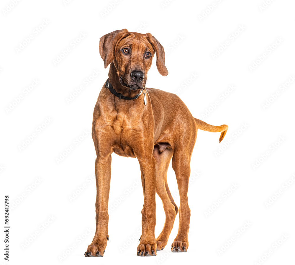 Young Rhodesian Ridgeback wearing a collar, isolated on white