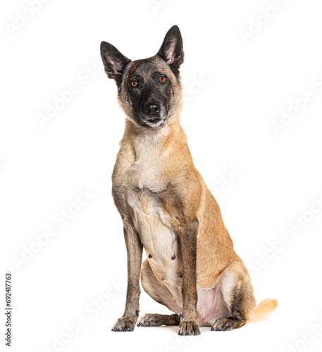 Tervuren dog sitting and looking at the camera  isolated on white