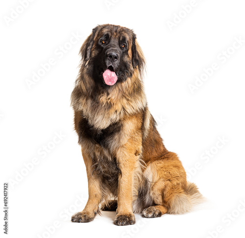 Portrait of a Leonberger panting, isolated on white © Eric Isselée