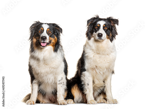 Two Australian shepherds panting, isolated on white © Eric Isselée