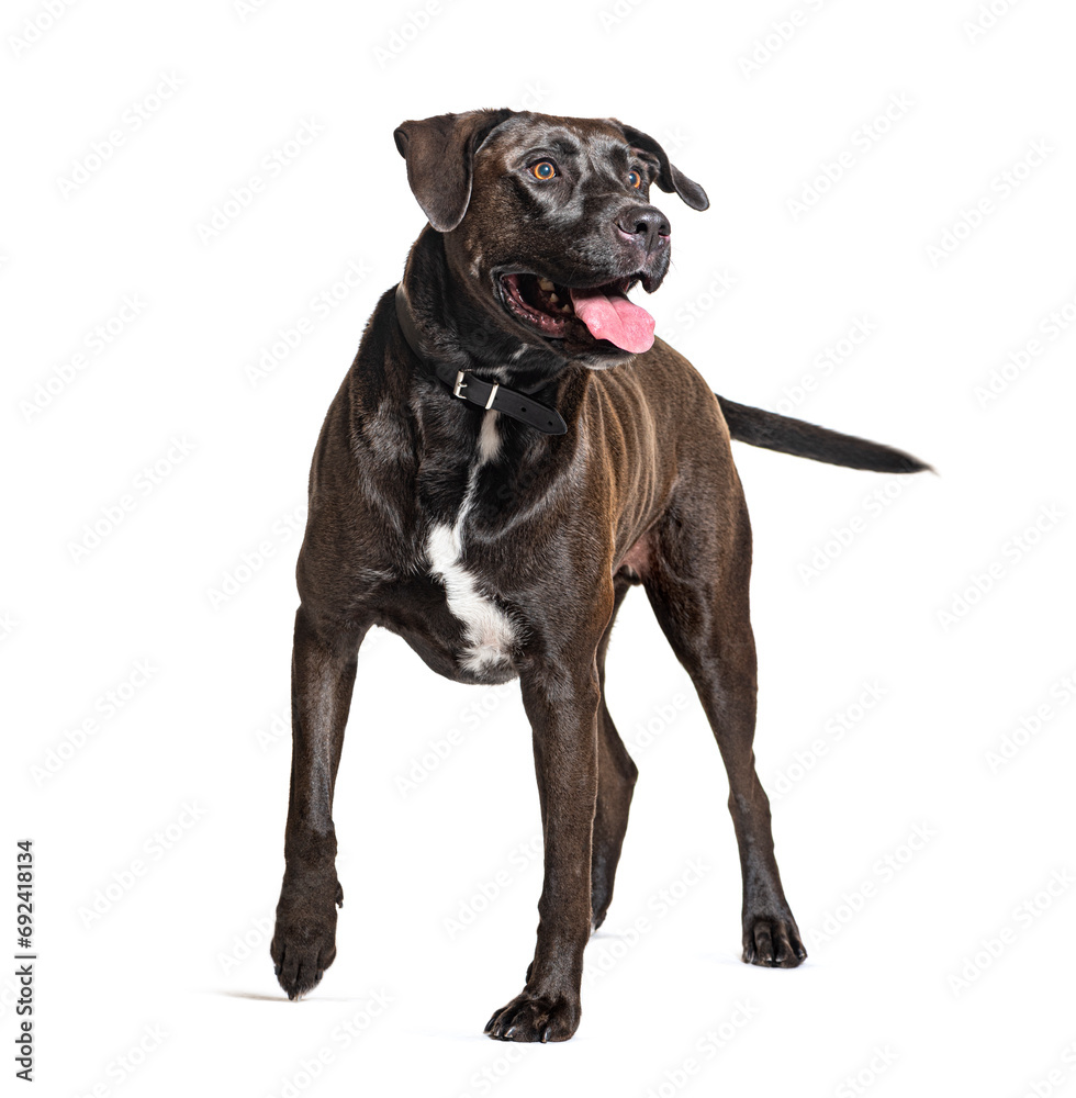 Mongrel Dog Panting, walking and wearing a collar, isolated on white