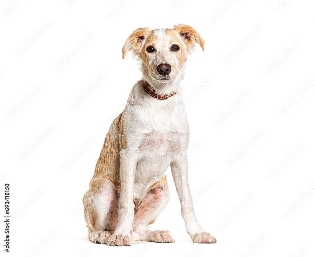 Mongrel Dog wearing a dog collar, isolated on white Mongrel Dog wearing a dog collar, isolated on white