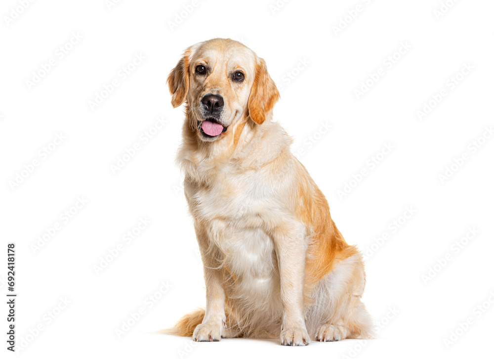 Sitting Gloden Retriever Panting, isolated on white