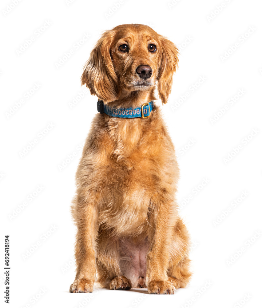 Cockapoo wearing a bleue collard, isolated on white