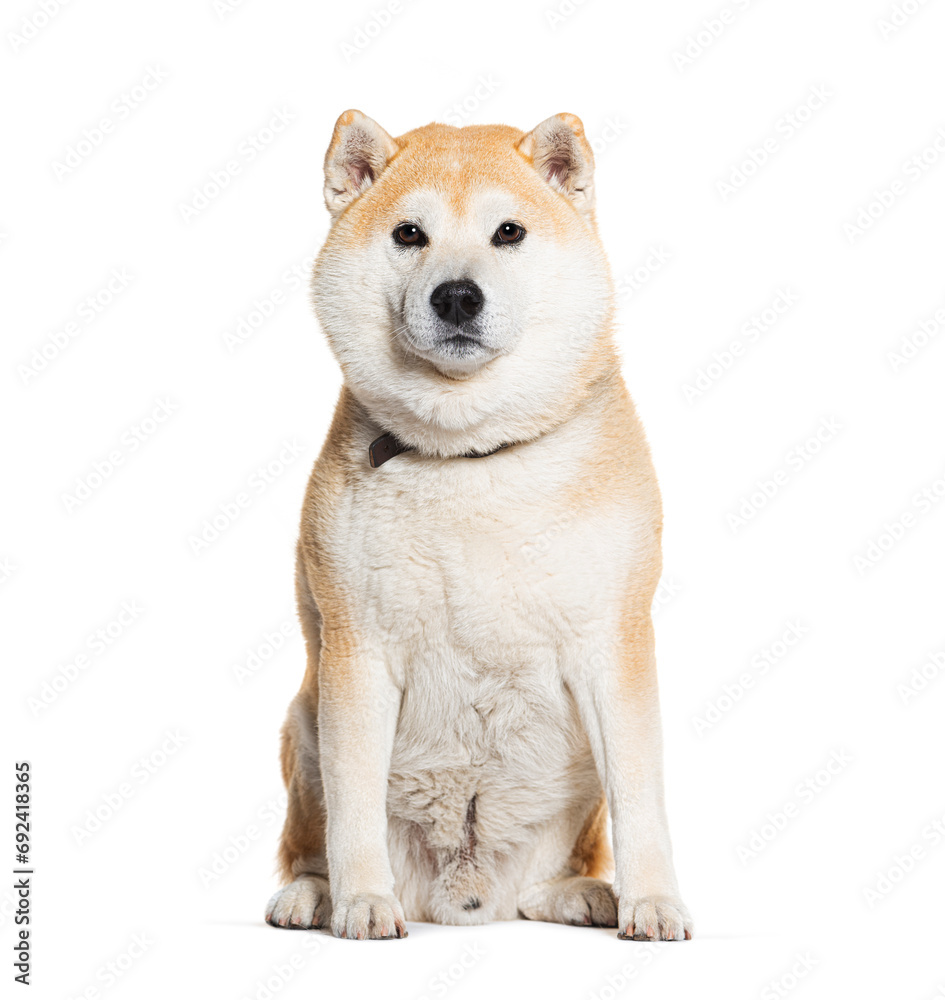 Sitting Shiba inu wearing a dog collar, isolated on white