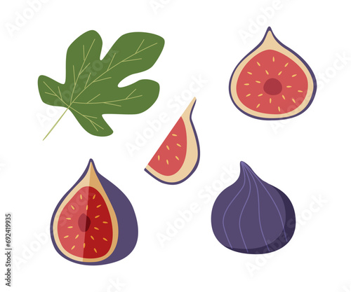 Figs are whole and in section with leaves set. Vector illustration of a tropical fig fruit. Isolated on white.