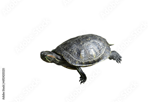 Painted turtle on a white or transparent background. PNG