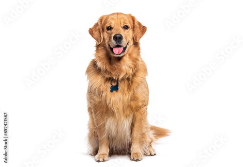 Happy sitting and panting Golden retriever dog looking at camera, wearing a collar and identification tag photo