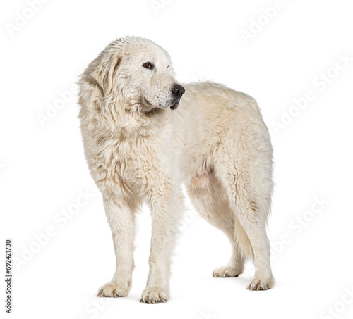 Standing Maremma Sheepdog, isolated on white photo
