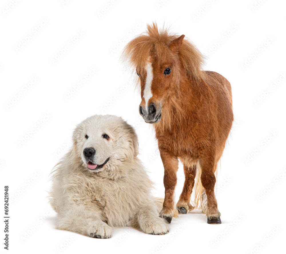 Fototapeta premium Maremma Sheepdog and Falabella Miniature Horse side by side, isolated in white