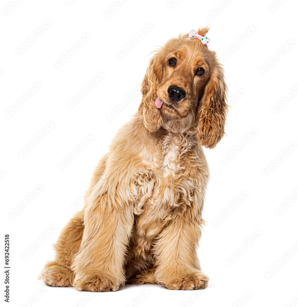 Sitting English cocker spaniel looking at the camera, isolated on white