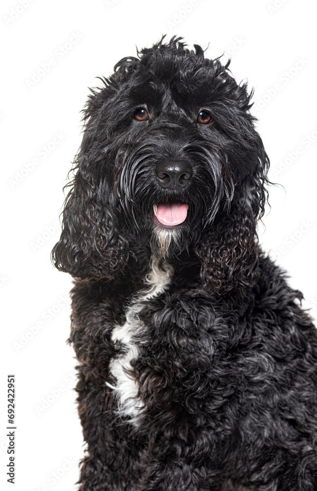 Cockapoo sitting mix poodle with cocker, isolated on white