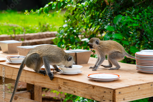 Monkeys eat the remains of food on the tables in a resort