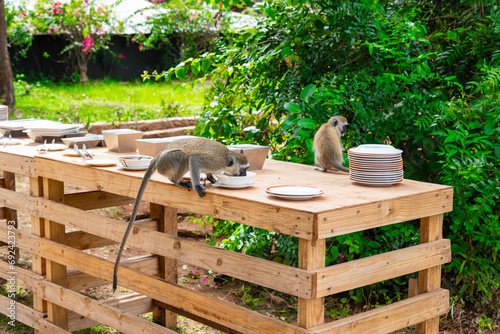 Monkeys eat the remains of food on the tables in a resort