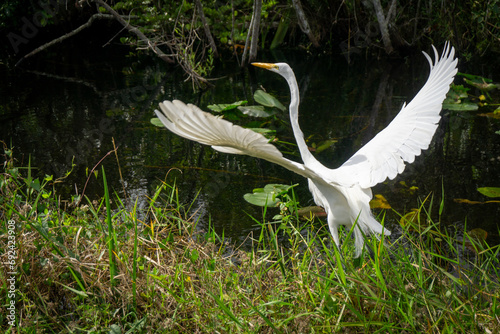 Bird flying in the everglades