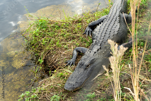 Alligator in the Everglades