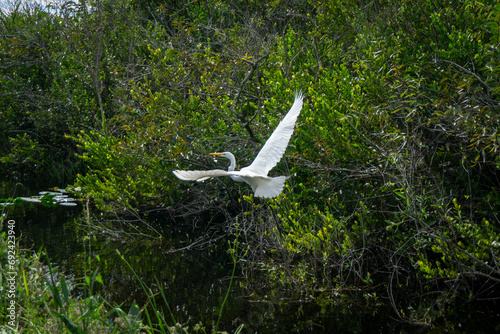 Bird flying in the everglades