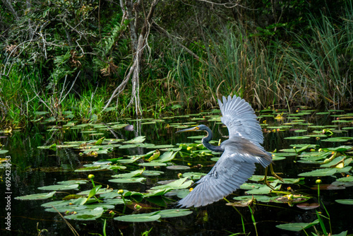 Bird flying in the everglades