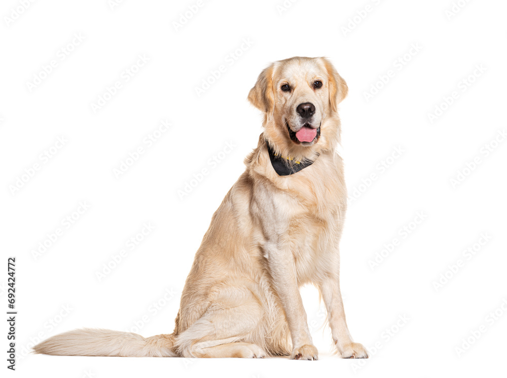 Golden retriever wearing a scarf, panting and looking at the camera, isolated on white