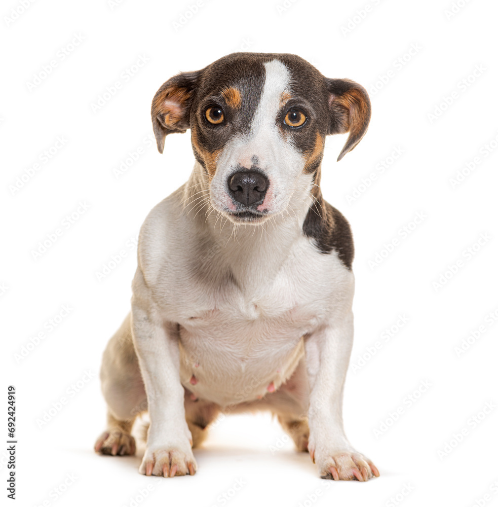 Jack Russel Terrier, isolated on white