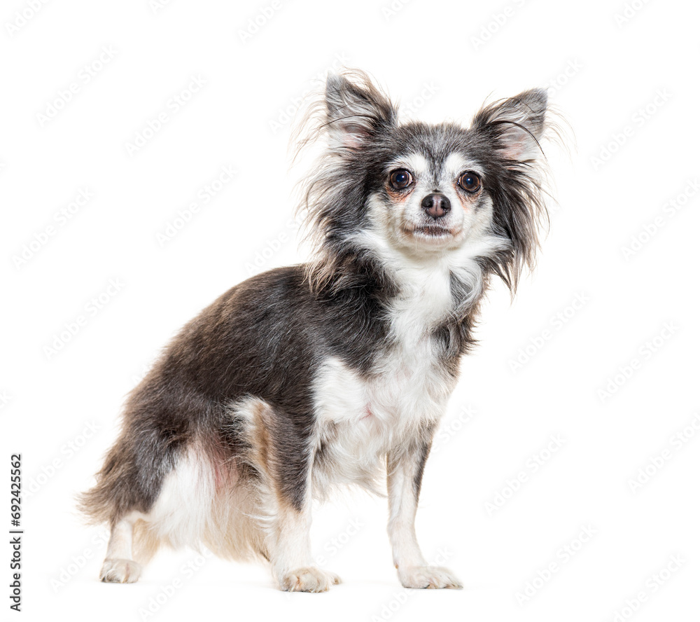 Grey Chihuahua looking at the camera, isolated on white Grey Chihuahua looking at the camera, isolated on white