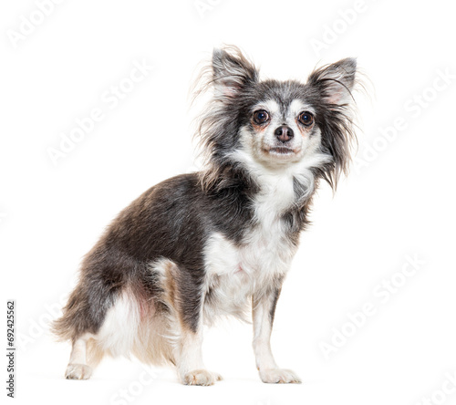 Grey Chihuahua looking at the camera, isolated on white © Eric Isselée