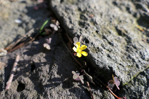 flower on the stone