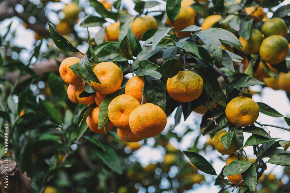 Tangerine picking in the garden for background Tangerine picking in the garden for background