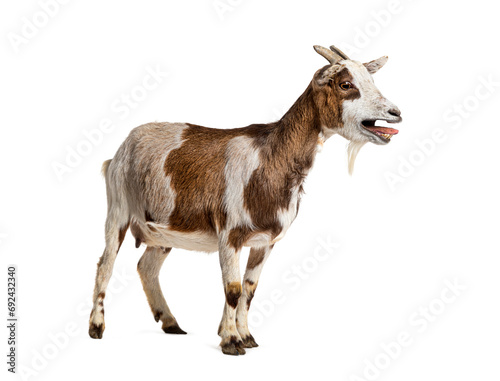 Tibetan Pigmy Goat bleating mouth open, isolated on white